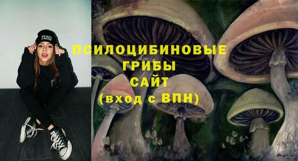 шишки Арсеньев